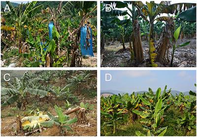 New Geographical Insights of the Latest Expansion of Fusarium oxysporum f.sp. cubense Tropical Race 4 Into the Greater Mekong Subregion